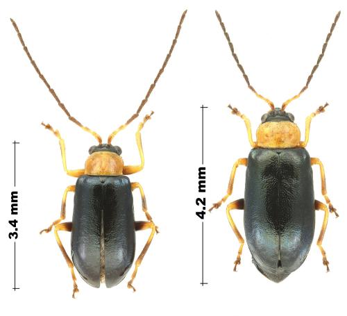 Luperus viridipennis